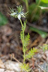 Nigella damascena (Ranunculaceae)  - Nigelle de Damas, Herbe de Capucin - Love-in-a-mist Serrania de Ronda [Espagne] 10/05/2018 - 680m