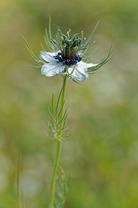 Nigella damascena Nigelle de Damas, Herbe de Capucin Love-in-a-mist