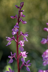 Orchis tenera (Orchidaceae)  Jaen [Espagne] 02/05/2018 - 730m