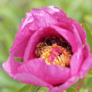 Paeonia broteroi (Paeoniaceae)  - Pivoine de Brotero Serrania de Ronda [Espagne] 07/05/2018 - 1190m