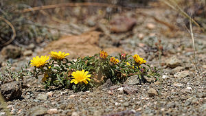 Pallenis maritima (Asteraceae)  - Pallénide maritime, Pallénis maritime, Astérolide maritime Almeria [Espagne] 04/05/2018 - 20m