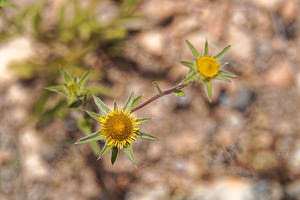 Pallenis spinosa (Asteraceae)  - Pallénide épineuse, Pallénis épineux, Astérolide épineuse Almeria [Espagne] 05/05/2018 - 360m