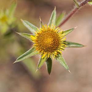 Pallenis spinosa (Asteraceae)  - Pallénide épineuse, Pallénis épineux, Astérolide épineuse Almeria [Espagne] 05/05/2018 - 360m