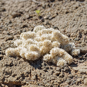 Paronychia capitata (Caryophyllaceae)  - Paronyque en tête, Paronyque à têtes Almeria [Espagne] 04/05/2018 - 20m