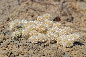 Paronychia capitata (Caryophyllaceae)  - Paronyque en tête, Paronyque à têtes Almeria [Espagne] 04/05/2018 - 20m