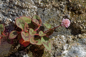 Persicaria capitata (Polygonaceae)  - Herbe-corail - Pink-headed Knotweed Lisbonne [Portugal] 12/05/2018 - 300m