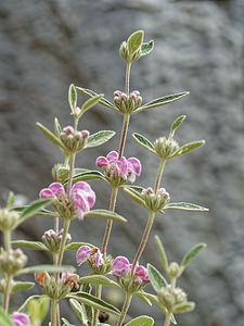 Phlomis purpurea (Lamiaceae)  - Phlomis pourpre Serrania de Ronda [Espagne] 10/05/2018 - 680m