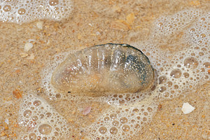 Physalia physalis (Physaliidae)  - Galère portugaise, Physalie, Vessie de mer - Portuguese Man'O War El Condado [Espagne] 11/05/2018