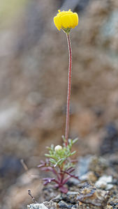 Prolongoa hispanica (Asteraceae)  - Chrysanthème pectiné Serrania de Ronda [Espagne] 08/05/2018 - 1060m