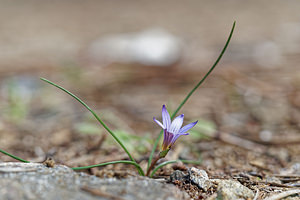 Romulea ramiflora (Iridaceae)  - Romulée à fleurs ramifiées, Romulée ramifiée Costa del Sol Occidental [Espagne] 06/05/2018 - 1200m