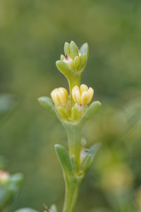 Salsola oppositifolia (Amaranthaceae)  - Soude à feuilles opposées Almeria [Espagne] 04/05/2018 - 310m