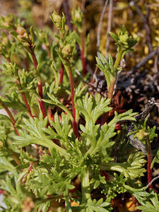 Saxifraga babiana (Saxifragaceae)  - Saxifrage de Babia Leon [Espagne] 19/05/2018 - 1260m