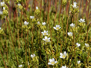 Saxifraga babiana (Saxifragaceae)  - Saxifrage de Babia Leon [Espagne] 20/05/2018 - 1190m