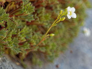 Saxifraga babiana (Saxifragaceae)  - Saxifrage de Babia Leon [Espagne] 20/05/2018 - 1110m