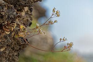 Saxifraga carpetana (Saxifragaceae)  Sierra de Cadix [Espagne] 09/05/2018 - 920m