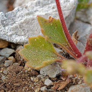 Saxifraga cintrana (Saxifragaceae)  - Saxifrage de Sintra Lisbonne [Portugal] 13/05/2018 - 650m