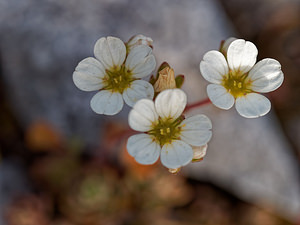 Saxifraga cintrana (Saxifragaceae)  - Saxifrage de Sintra Lisbonne [Portugal] 13/05/2018 - 650m