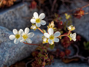 Saxifraga cintrana (Saxifragaceae)  - Saxifrage de Sintra Lisbonne [Portugal] 13/05/2018 - 650m