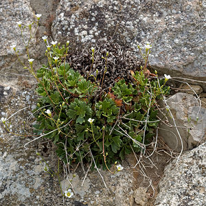 Saxifraga cuneata (Saxifragaceae)  - Saxifrage à feuilles en coin Palencia [Espagne] 23/05/2018 - 910m