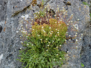 Saxifraga globulifera (Saxifragaceae)  Sierra de Cadix [Espagne] 08/05/2018 - 850m