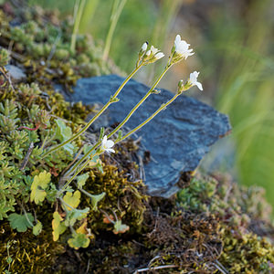 Saxifraga granulata (Saxifragaceae)  - Saxifrage granulée, Herbe à la gravelle, Casse-pierre - Meadow Saxifrage Asturies [Espagne] 20/05/2018 - 950m