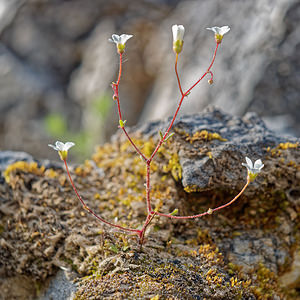 Saxifraga haenseleri (Saxifragaceae)  - Saxifrage de Haenseler Sierra de Cadix [Espagne] 09/05/2018 - 980m