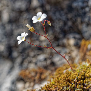 Saxifraga haenseleri Saxifrage de Haenseler