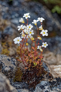 Saxifraga haenseleri (Saxifragaceae)  - Saxifrage de Haenseler Sierra de Cadix [Espagne] 09/05/2018 - 980m