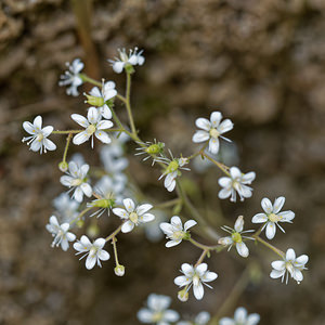 Saxifraga hirsuta (Saxifragaceae)  - Saxifrage hirsute, Saxifrage hérissée, Faux désespoir-des-peintres Asturies [Espagne] 21/05/2018 - 330m