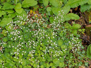 Saxifraga hirsuta (Saxifragaceae)  - Saxifrage hirsute, Saxifrage hérissée, Faux désespoir-des-peintres Pyrenees-Atlantiques [France] 24/05/2018 - 800m