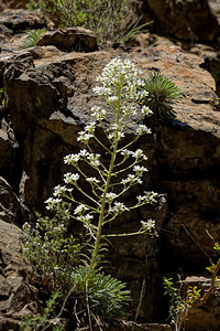 Saxifraga longifolia (Saxifragaceae)  - Saxifrage à feuilles longues, Saxifrage à longues feuilles Jacetanie [Espagne] 24/05/2018 - 630m