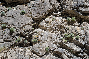 Saxifraga longifolia (Saxifragaceae)  - Saxifrage à feuilles longues, Saxifrage à longues feuilles Pirinioak / Pirineo [Espagne] 24/05/2018 - 830m