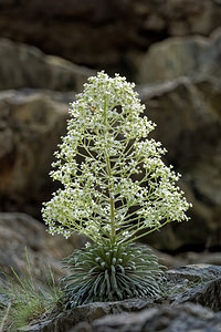 Saxifraga longifolia Saxifrage à feuilles longues, Saxifrage à longues feuilles