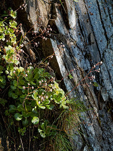 Saxifraga spathularis (Saxifragaceae)  - chou de Saint-Patrick Asturies [Espagne] 19/05/2018 - 790m