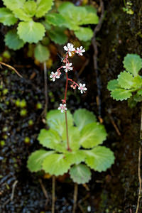 Saxifraga spathularis (Saxifragaceae)  - chou de Saint-Patrick Asturies [Espagne] 19/05/2018 - 790m