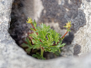 Saxifraga trifurcata (Saxifragaceae)  Asturies [Espagne] 21/05/2018 - 1100m