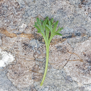 Saxifraga trifurcata (Saxifragaceae)  Asturies [Espagne] 21/05/2018 - 1140m