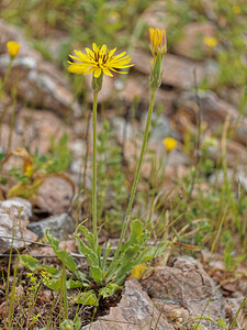 Scorzonera hispanica subsp. crispatula (Asteraceae)  - Scorsonère crépue, Scorsonère à feuilles crispées Serrania de Ronda [Espagne] 10/05/2018 - 680m