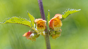 Scrophularia trifoliata (Scrophulariaceae)  - Scrofulaire trifoliée, Scrofulaire à trois folioles, Scrofulaire à trois feuilles Sierra de Cadix [Espagne] 08/05/2018 - 840m