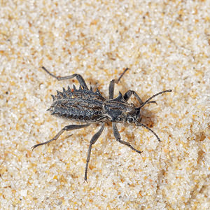 Sepidium bidentatum (Tenebrionidae)  - Sépidion bidenté El Condado [Espagne] 11/05/2018