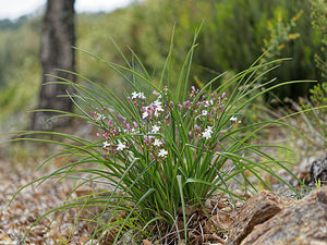 Simethis mattiazzii (Asphodelaceae)  - Siméthide de Mattiazzi, Simethis à feuilles aplaties, Siméthis de Mattiazzi, Siméthide à feuilles planes, Phalangère à feuilles planes - Kerry Lily Serrania de Ronda [Espagne] 10/05/2018 - 410m