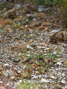 Simethis mattiazzii (Asphodelaceae)  - Siméthide de Mattiazzi, Simethis à feuilles aplaties, Siméthis de Mattiazzi, Siméthide à feuilles planes, Phalangère à feuilles planes - Kerry Lily Serrania de Ronda [Espagne] 10/05/2018 - 410m