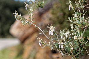 Teucrium fruticans (Lamiaceae)  - Germandrée arbustive, Germandrée en arbre - Shrubby Germander Serrania de Ronda [Espagne] 08/05/2018 - 960m