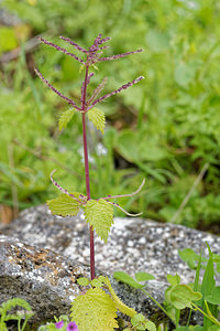 Urtica membranacea (Urticaceae)  - Ortie membraneuse, Ortie à membranes, Ortie douteuse Sierra de Cadix [Espagne] 09/05/2018 - 790m
