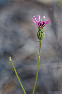 Volutaria tubuliflora (Asteraceae)  - Volutaire à fleurs tubulées Almeria [Espagne] 04/05/2018 - 320m