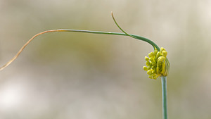 Allium flavum (Amaryllidaceae)  - Ail jaune Alpes-de-Haute-Provence [France] 24/06/2018 - 730m