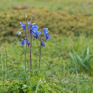 Aquilegia reuteri (Ranunculaceae)  - Ancolie de Reuter Alpes-de-Haute-Provence [France] 25/06/2018 - 1740m