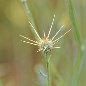 Centaurea solstitialis (Asteraceae)  - Centaurée du solstice - Yellow Star-thistle Alpes-de-Haute-Provence [France] 24/06/2018 - 730m