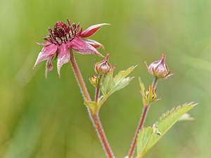 Comarum palustre (Rosaceae)  - Comaret des marais, Potentille des marais - Marsh Cinquefoil Doubs [France] 18/06/2018 - 850m