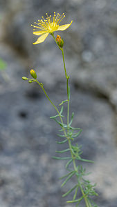 Hypericum coris (Hypericaceae)  - Millepertuis coris Alpes-de-Haute-Provence [France] 29/06/2018 - 630m